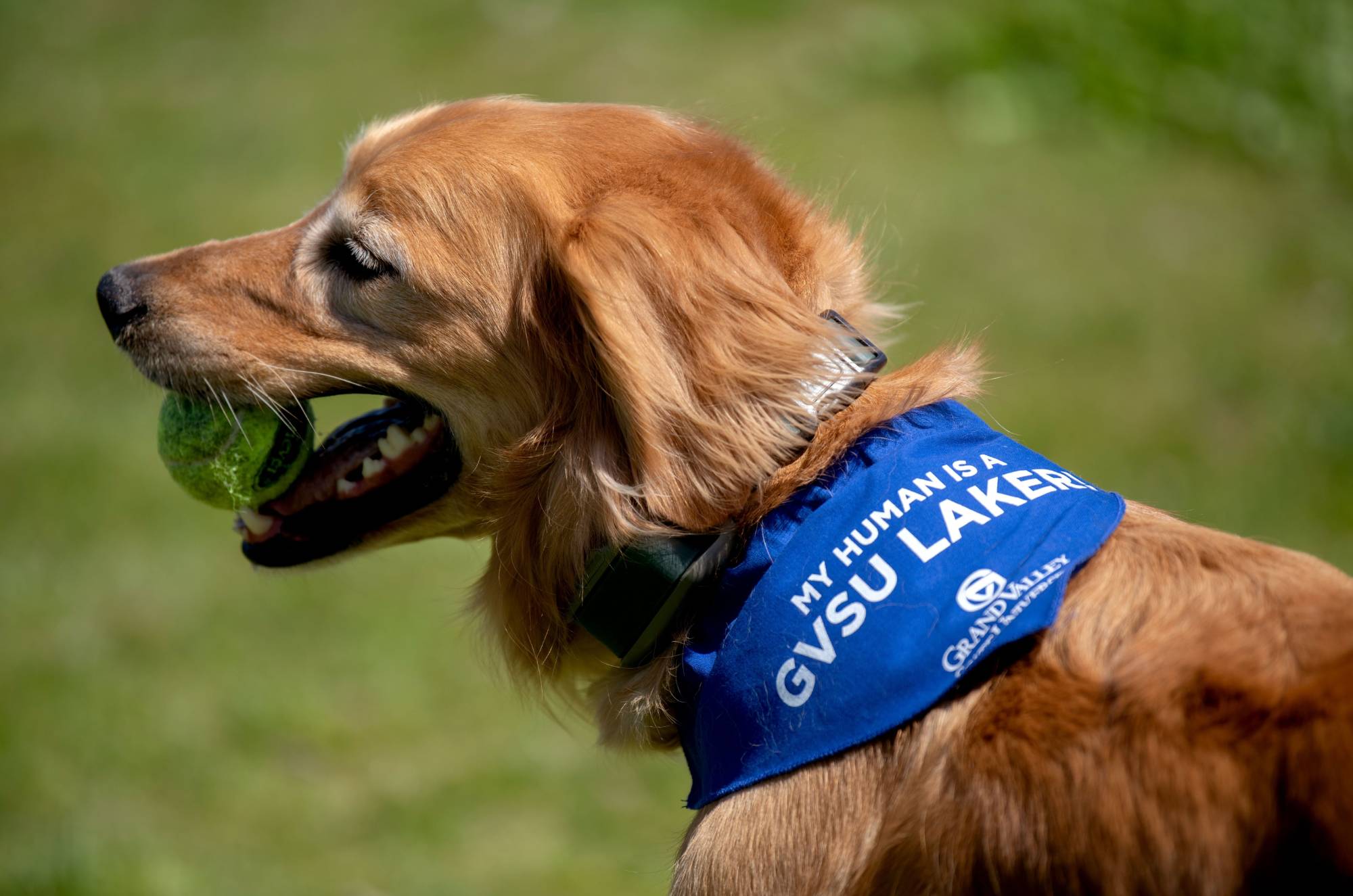 Louie the dog wears the Heel collar with a GVSU Alumni pet bandana